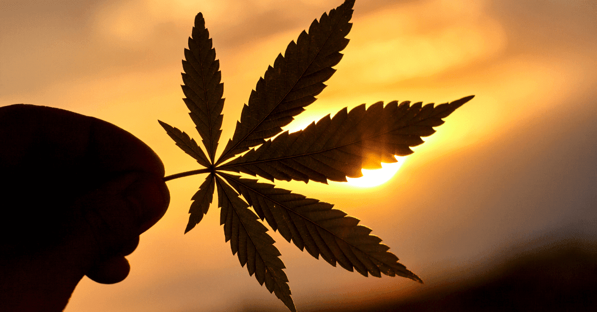 CBD vs. THC What You Need to Know 1