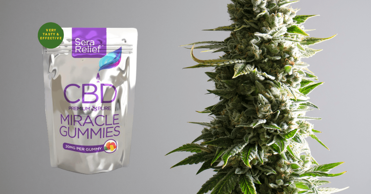 Sera Relief CBD Gummies 1