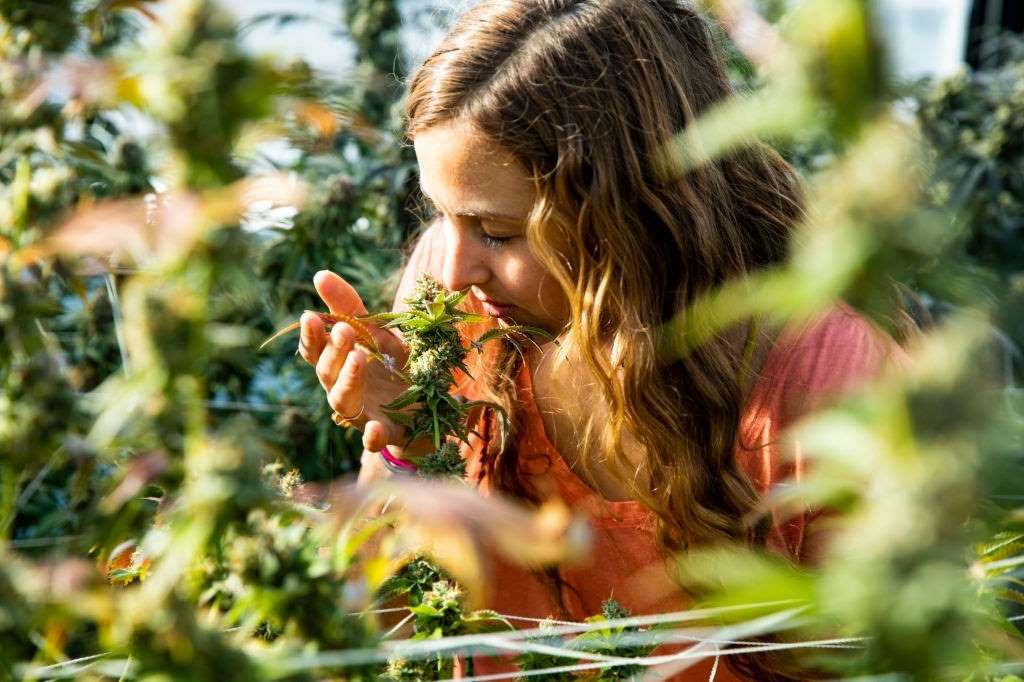 cannabis terpenes smelling